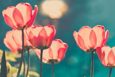 Beautiful Tulips In The Sunlight. Bright Toned Image With A Dark Turquoise Background Royalty Free Stock Photos