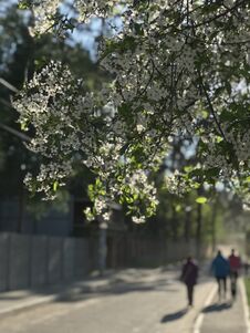 Friends Walk Down The Street Under Spring Blossoms In Irpin Or Irpen - Kyiv - Ukraine Royalty Free Stock Photo