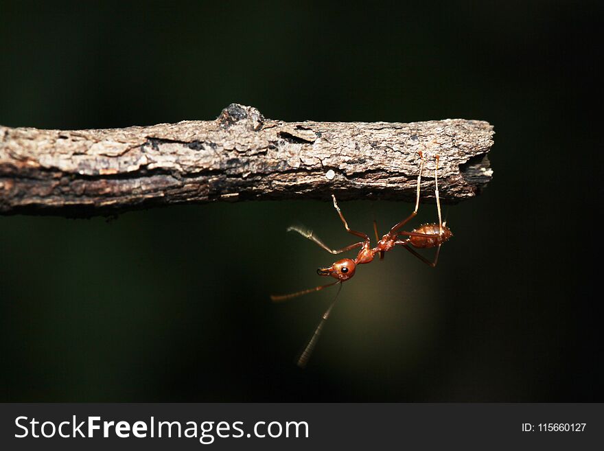 red ant on branch