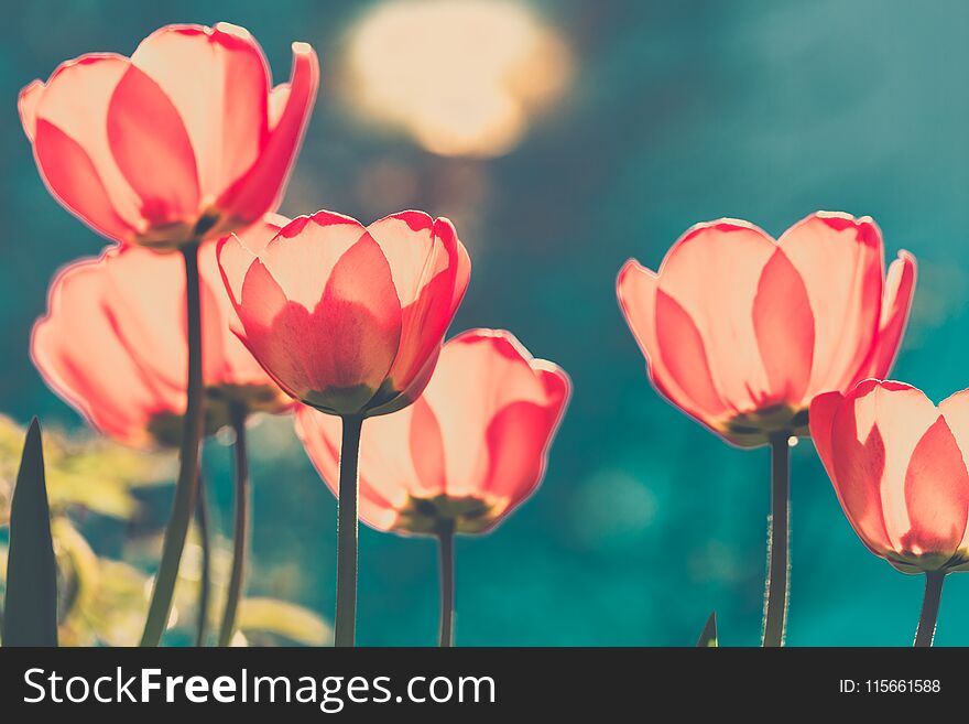 Beautiful tulips in the sunlight. Bright toned image with a dark turquoise background.