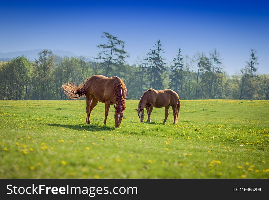 A beautiful landscape with horses in Topelec, Cizova, Czech Republic. A beautiful landscape with horses in Topelec, Cizova, Czech Republic