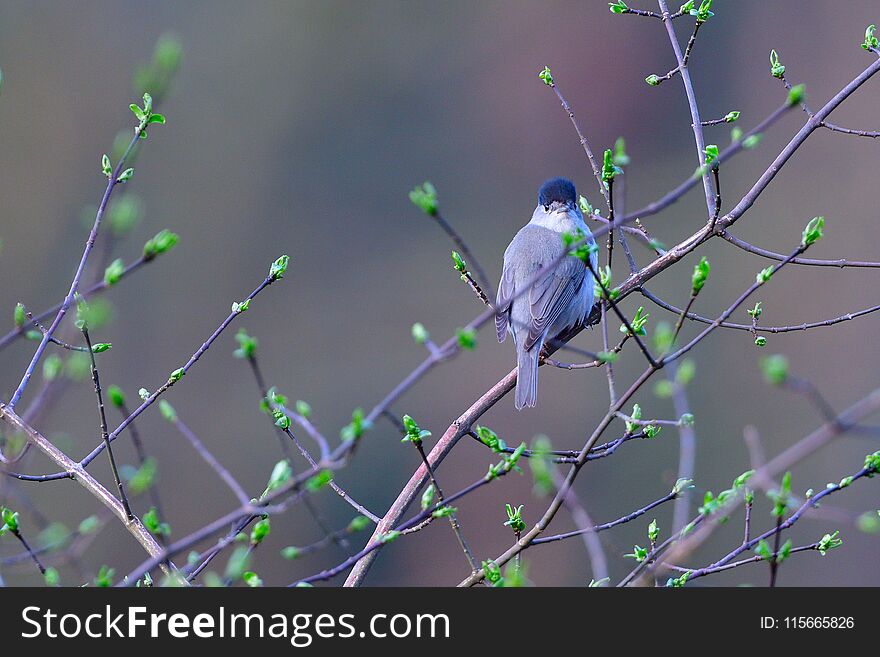 Male Eurasian blackcap singing in spring on a tree. Male Eurasian blackcap singing in spring on a tree