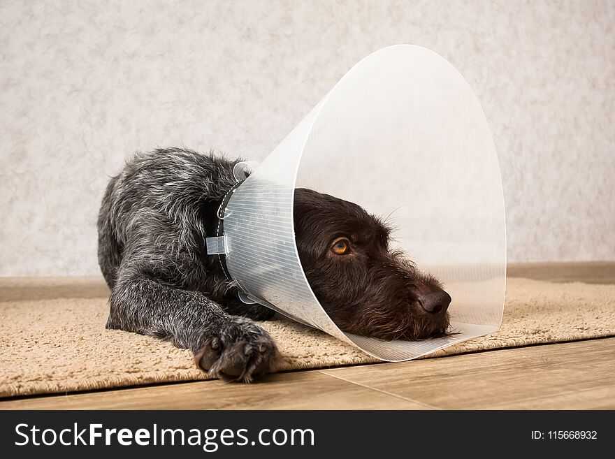 Dog with protective plastic elizabethan buster collar. Dog with protective plastic elizabethan buster collar