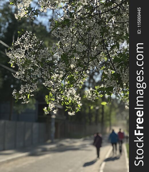 Friends walk down the street under spring blossoms in Irpin or Irpen - Kyiv - Ukraine