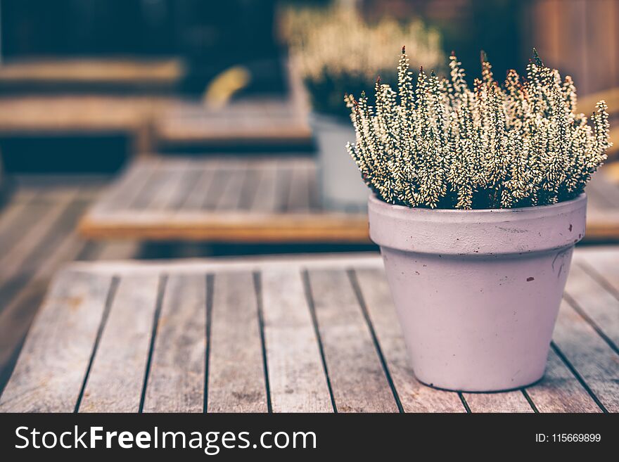 Potted white heather flowers standing on the wooden table outdoors. Potted white heather flowers standing on the wooden table outdoors