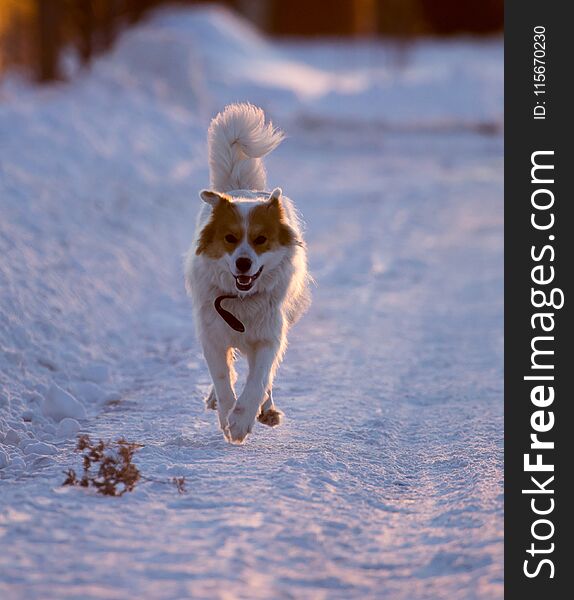 A dog in the rays of a sunset in the snow .