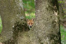 Free Red Fox Royalty Free Stock Photo - 115694845