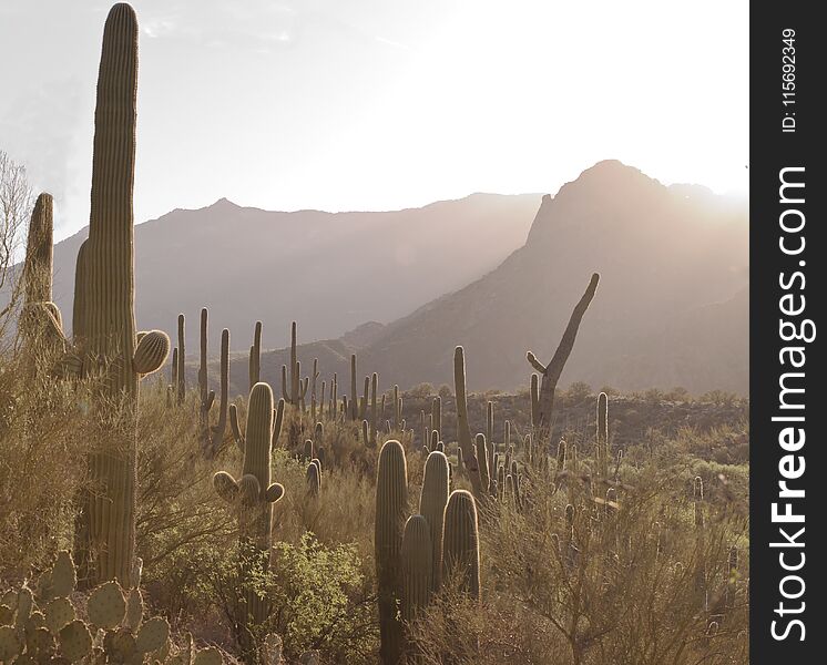 Sunrise in the Sonoran Desert over saguaro cacti