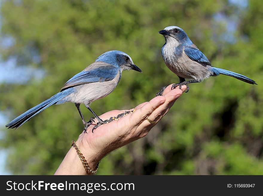 Person Holding Two Blue Blue Jay Birds