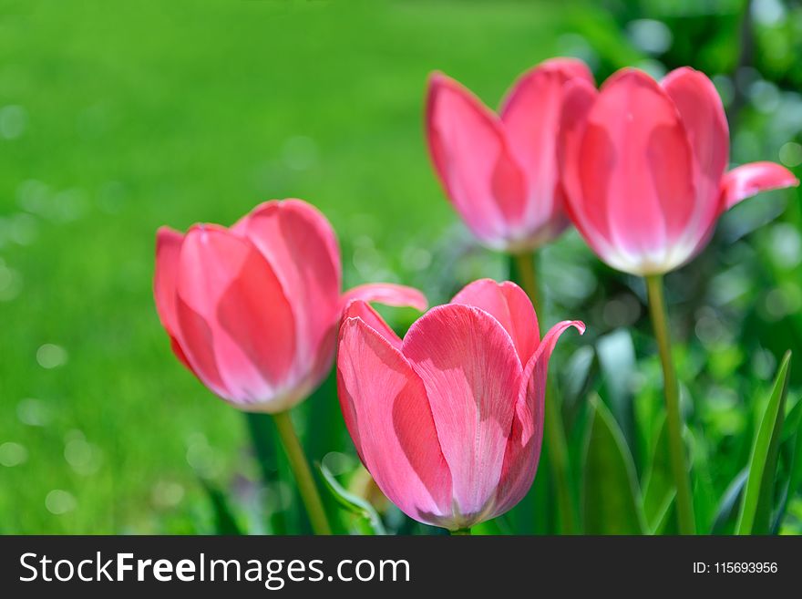 Focus Photography Pink Tulips