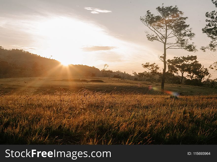 Agriculture, Countryside, Dawn