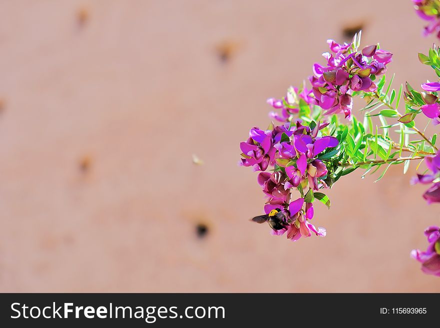 Focus Photography of Pink Petaled Flowers