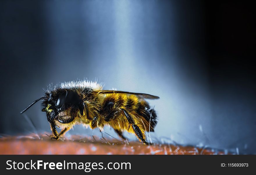 Yellow and Black Bee in Macro Photography