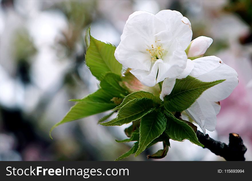 White Flowers