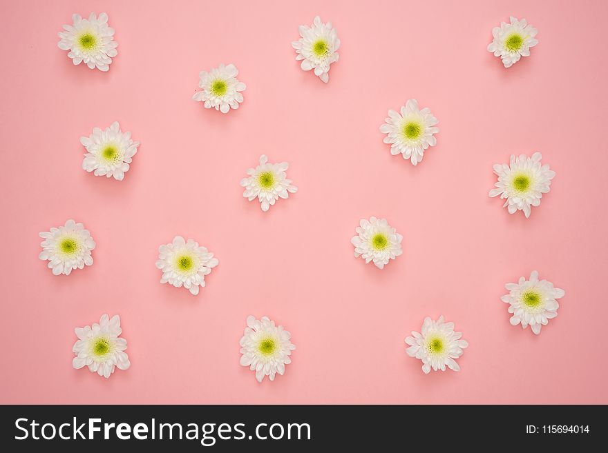 White and Yellow Flower on Pink Wall