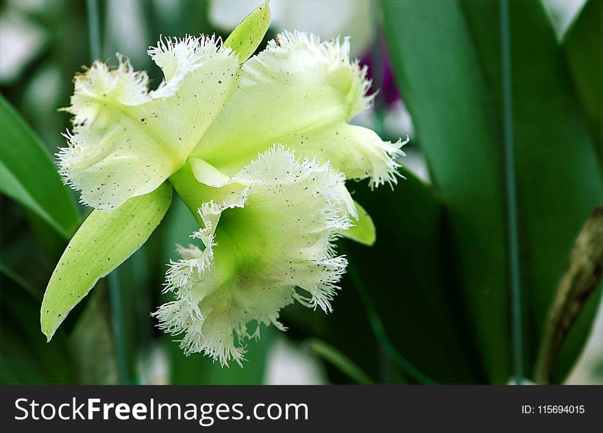 Close Photography of Green Orchid Flower