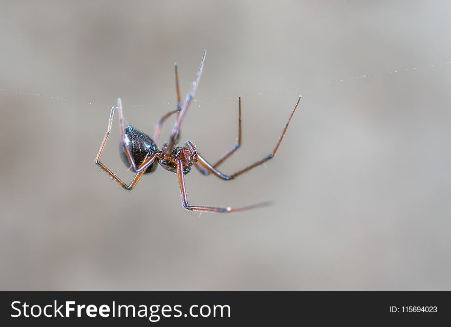 Closeup Photography of Black and Brown Spider