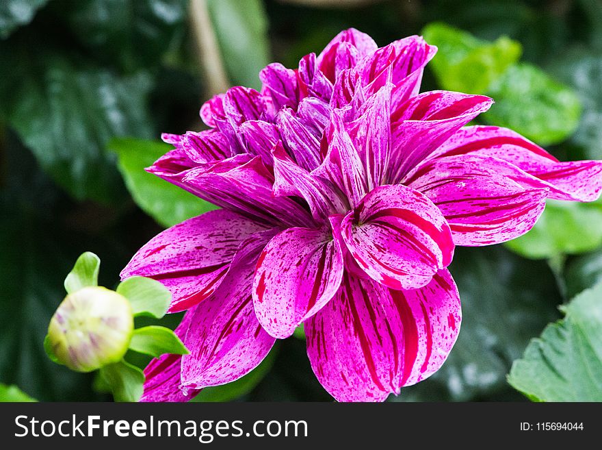 Selective Focus Photography of Pink Dahlia Flower