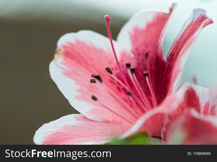 Pink Petaled Flower Selective Focus Photography