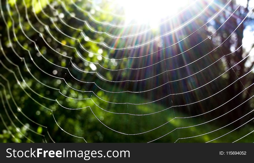 Spider Web in Closeup Photo