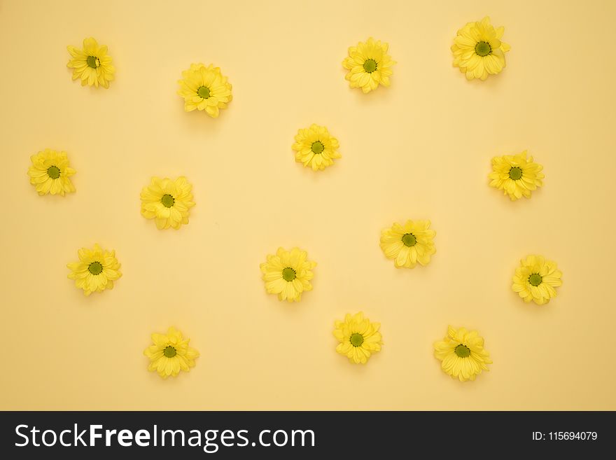 Yellow Daisies Laid on Yellow Surface