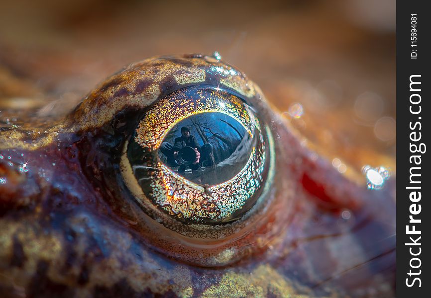 Closeup Photo of Frog Eye