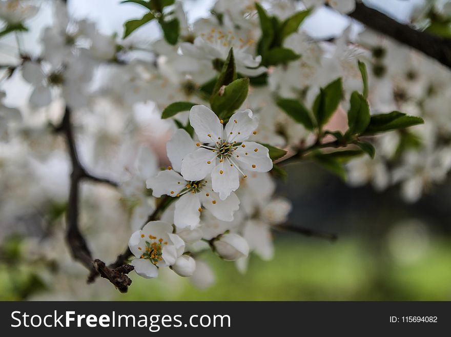 Selective Focus Photography of White Petaled Flowers