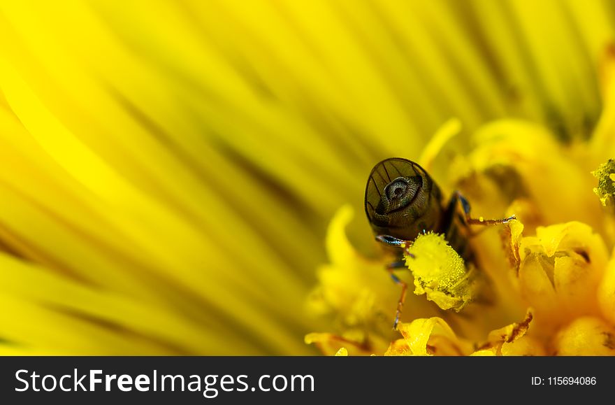 Macro Photo of Bee on Yellow Daisy