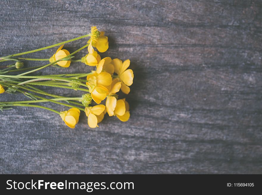 California Poppy Flowers