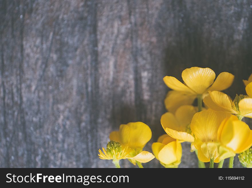 Closeup Photo of Yellow Petaled Flowers