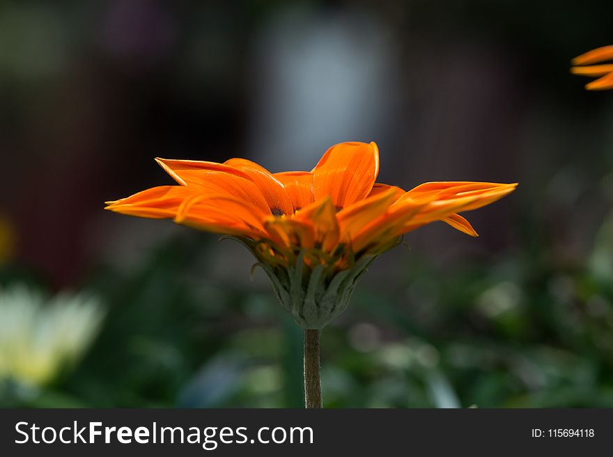 Orange Petaled Flower Selective Focus Photography