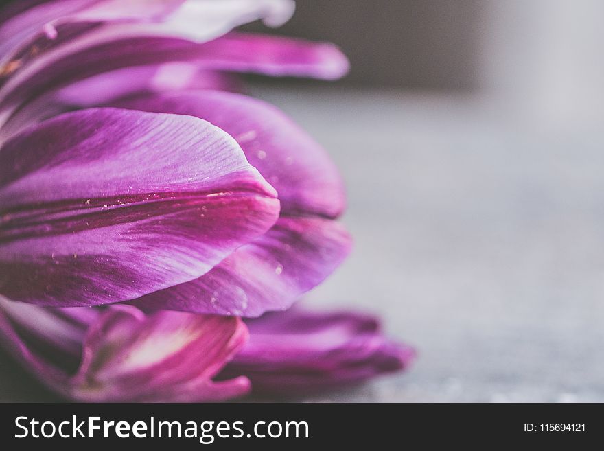Closeup Photography of Purple Petaled Flower