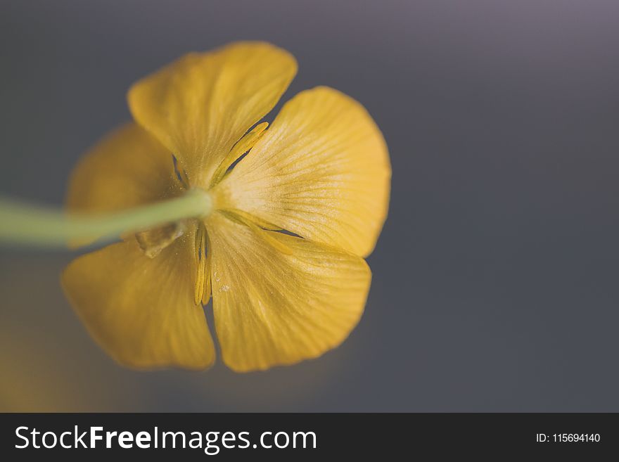 Closeup Photography of Yellow Buttercup Flower