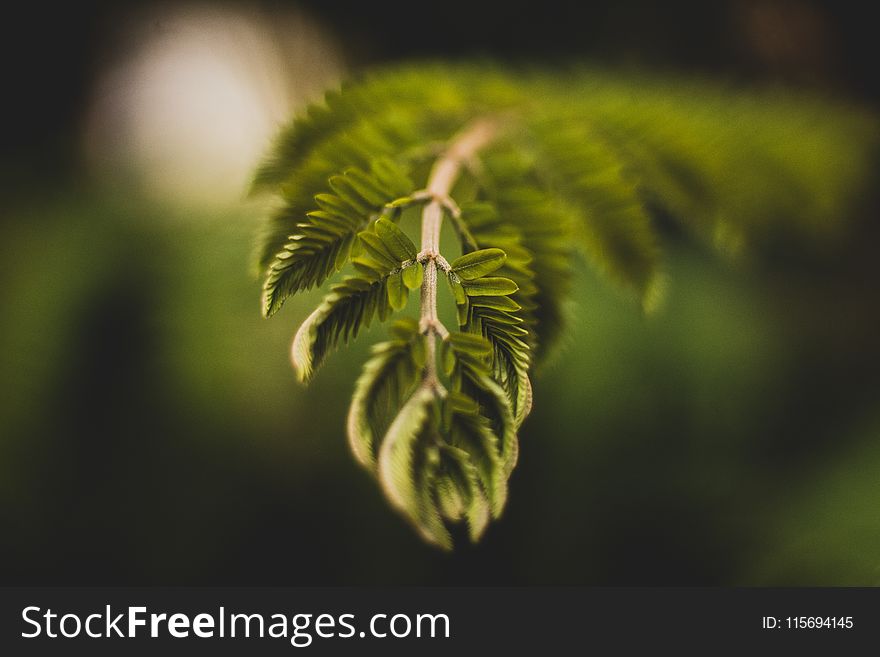 Selective Focus Photography of Green Leaf Plant