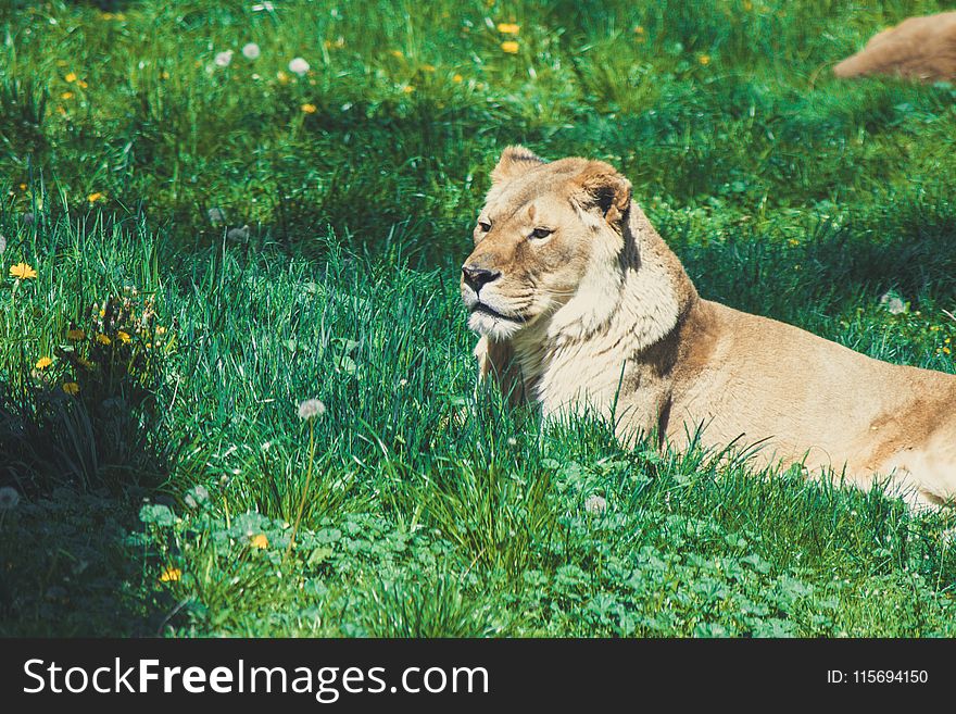Lion Laying on Green Grass Field