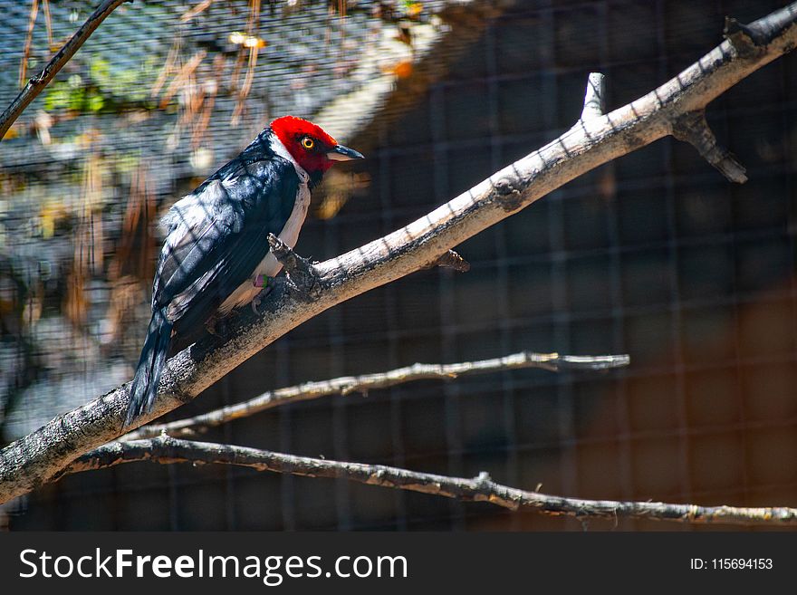 Red, White, and Black Bird on Top Tree Branch