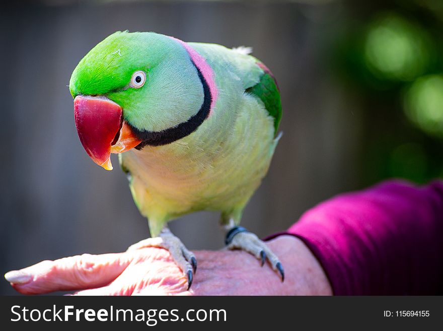 Selective Photography of Green Rose Ring Parakeet