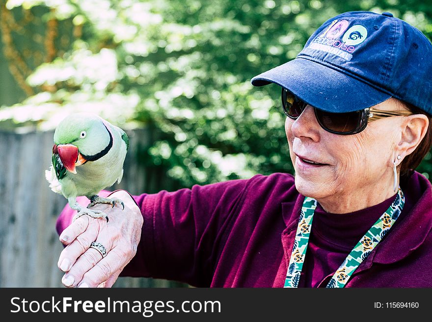 Woman Wearing Maroon Sweater and Blue Cap Raising Her Right Hand While Rose-ringed Parrot Perching on It