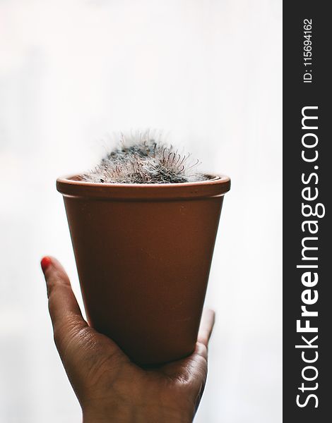 White Plant And Brown Pot