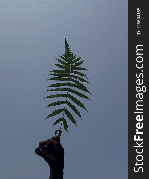 Person&x27;s Hand Holding Green Leaf Fern