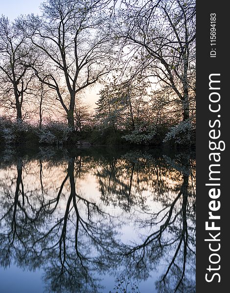 Bare Trees Near Grey Calm Body Of Water At Daytime