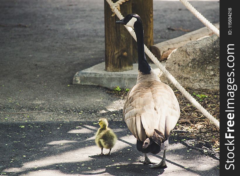 Bird and Chick on Sidewalk