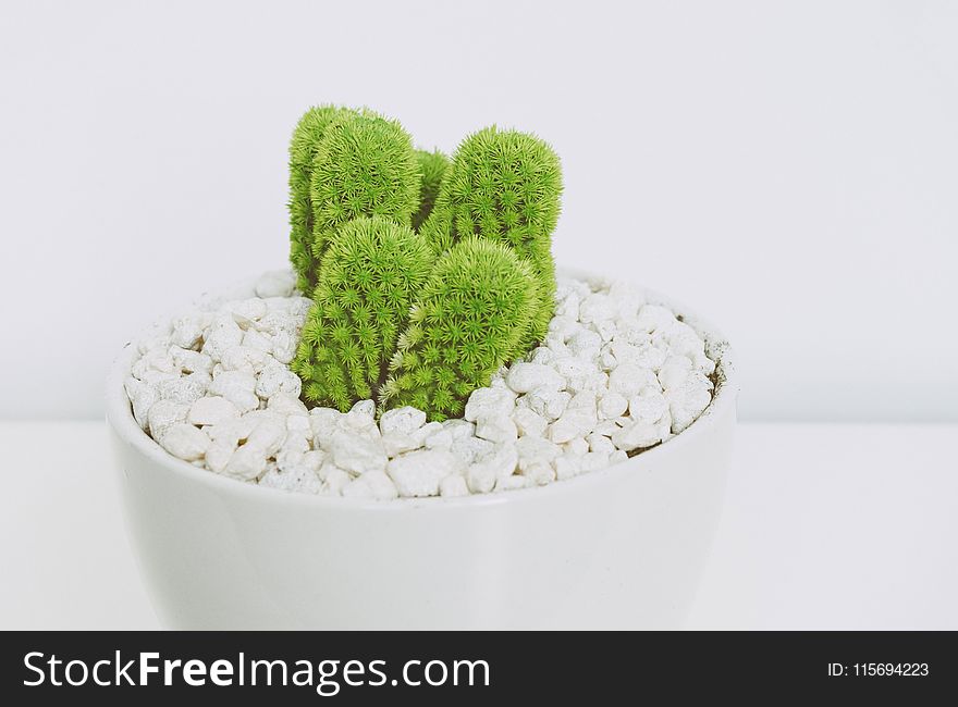 Green Cactus in White Pot