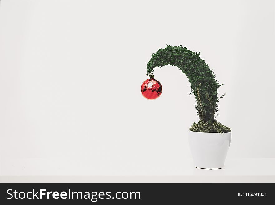 Green Plant With Red Ornament Planted in White Ceramic Pot