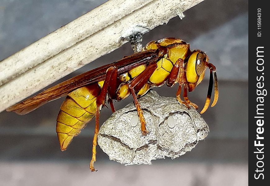 Wasp Holding Nest