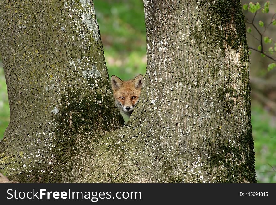 Beautiful red fox in it`s natural habitat, at the beginning of spring