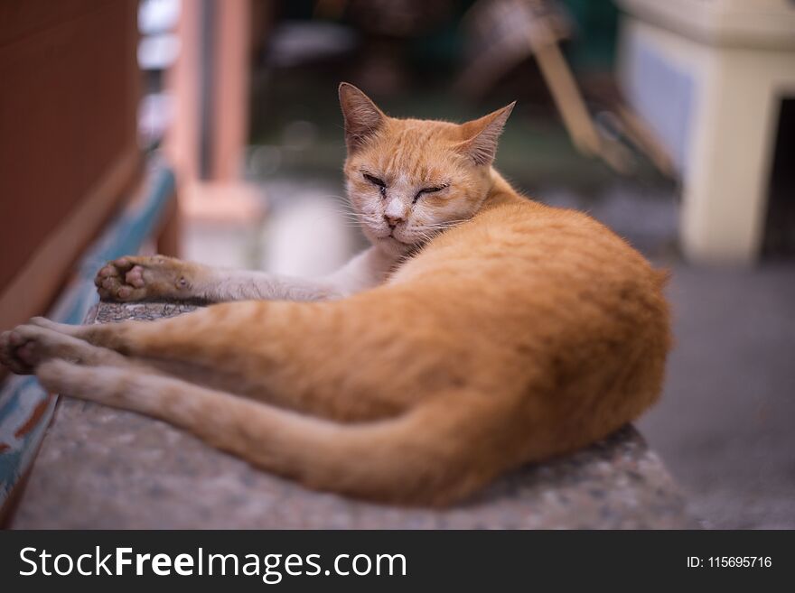 Orange cat with sleepy and messy face on marble bench. Orange cat with sleepy and messy face on marble bench