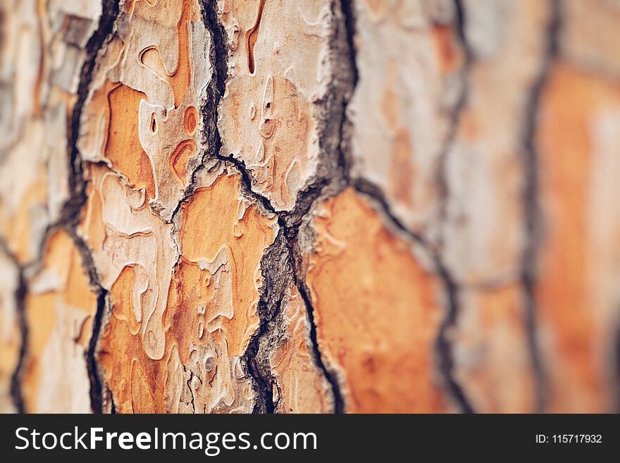 Three brances on Italian Stone pine.