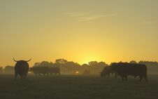 Scottish Highland Cattle At Sunrise Royalty Free Stock Photography