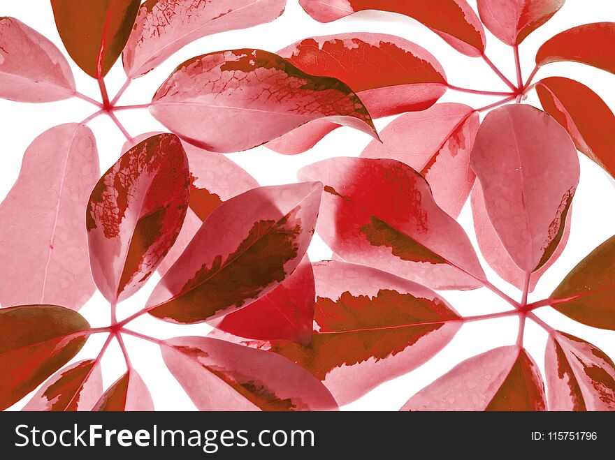 Closeup surface art tone of fresh red leaves on white background